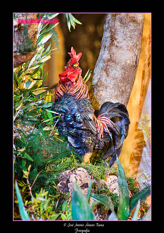 Gallo en el Paso de Misterio de Nuestro Padre Jesús del Prendimiento